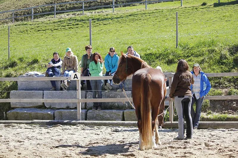 Team building avec les chevaux