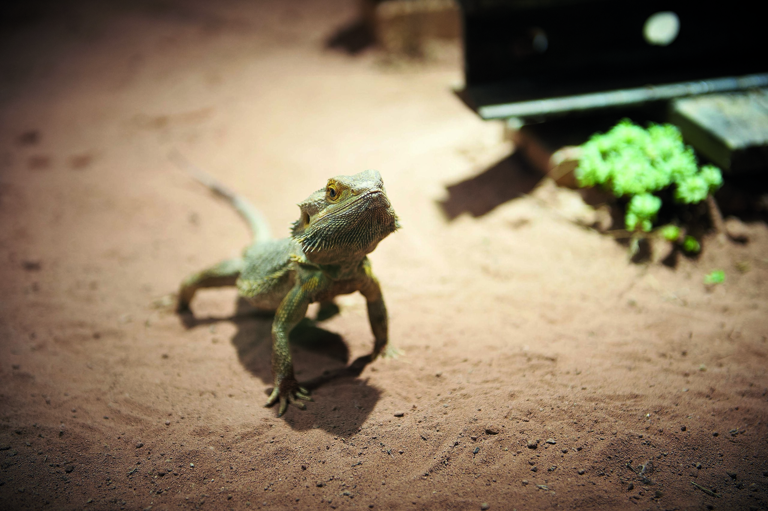 Lausanne, Vivarium Aquarium Aquatis, Crocodiles, © Sedrik Nemeth